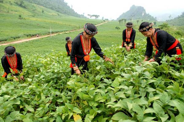 Hình ảnh Bình nguyên Khai Trung - Yên Bái