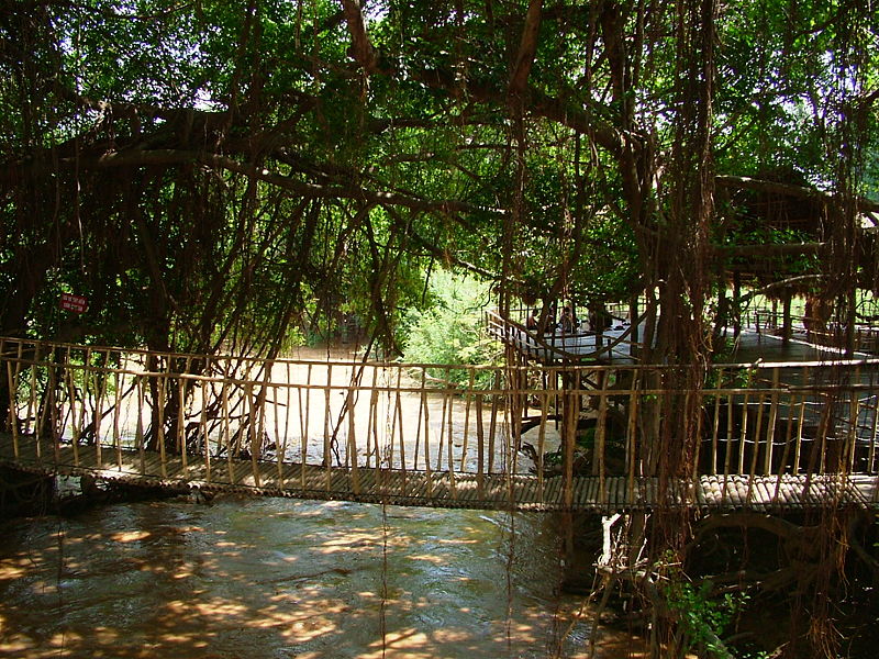 Hình ảnh bandon_cautreo.JPG - Đăk Lăk