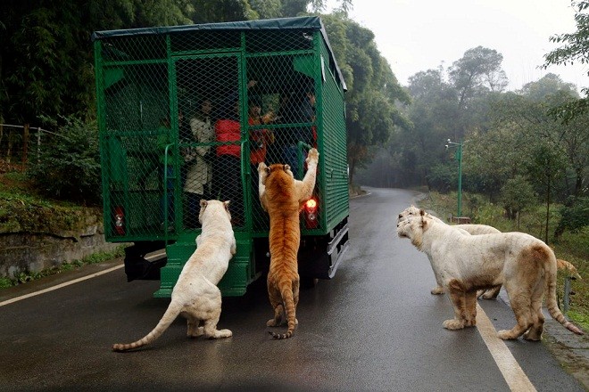 Hình bài viết Trải nghiệm khó quên "giữa bầy sư tử"