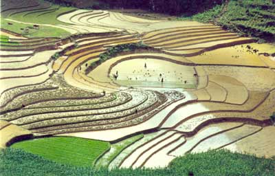 Hình ảnh Ruộng bậc thang ở Hoàng Su Phi - Hà Giang