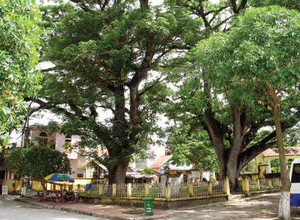 Hình ảnh Cây Lim giếng Rừng 3 - Cây Lim giếng Rừng