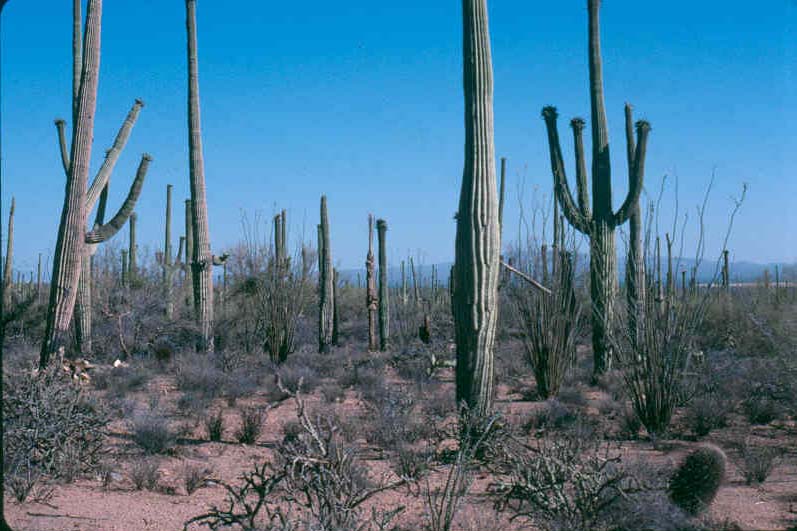 Hình ảnh 207 sonoran des range ecosystem - Sonoran