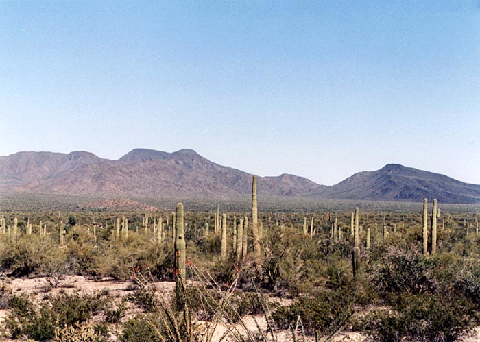 Hình ảnh sonoran1 - Sonoran