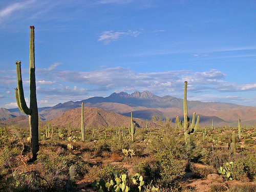 Hình ảnh sonoran_desert_matt - Sonoran